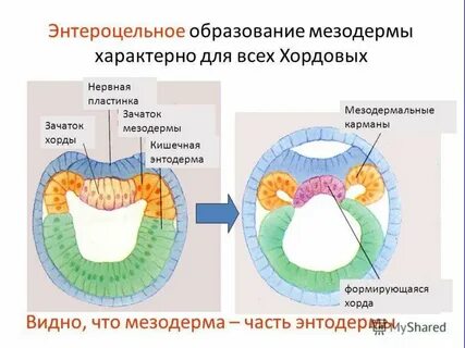 Половая система мезодерма