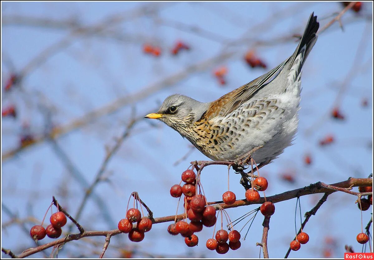 Дрозды мова. Дрозды мова. Дроздовик рябинник. Клест рябинник. Дрозд рябина рябина рябинник.