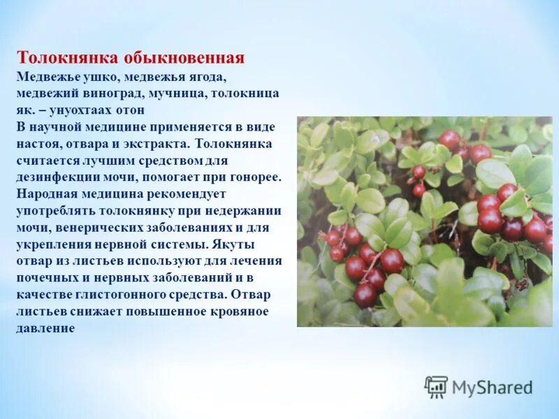 Толокнянка лист (50 гр). Толокнянка обыкновенная медвежье. Толокнянка обыкновенная медвежье ушко. Толокнянка обыкновенная медвежье ушко. Медвежьи ушки трава в аптеке.