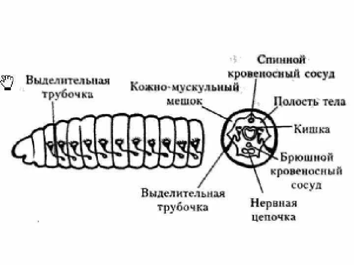 Выделительная система дождевого червя. Строение выделительной системы дождевого червя. Кольчатые черви строение выделительная система. Выделительная система кольчатых червей 7 класс.