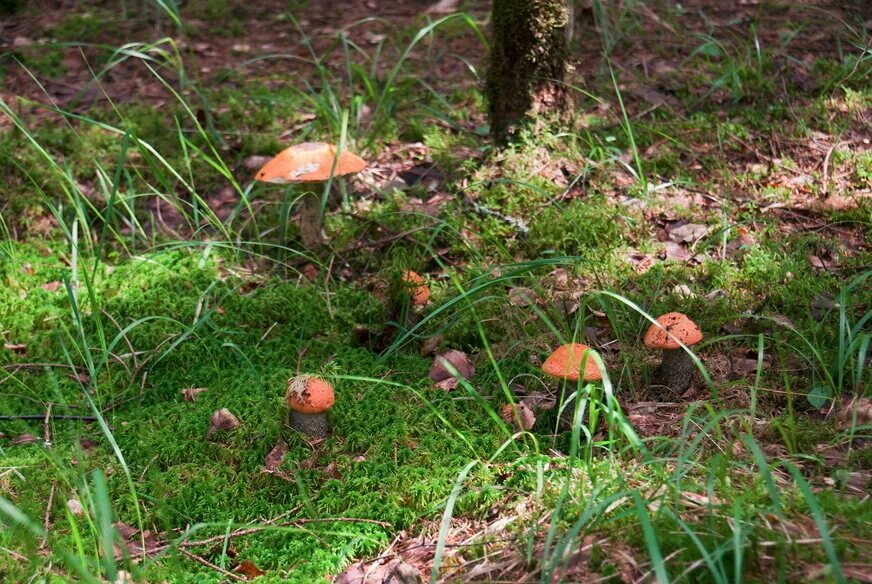 Pin by Valta de Namel on Mushrooms Stuffed mushrooms, Mushroom hunting, Mushroom