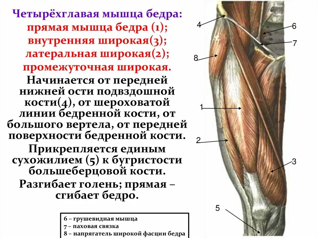 Собственная фасция бедра. Напрягатель мышца бедра анатомия. Четырехглавая мышца анатомия. Напрягатель широкой фасции бедра анатомия. Четырехглавая широкая мышца бедра.