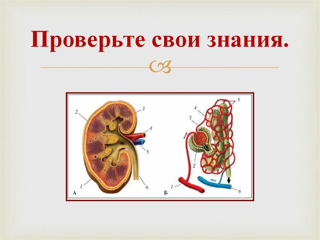 Тест по биологии тема выделение. Выделение 8 класс биология. Рисунок по теме органы выделения. Органы выделения человека презентация. Органы выделения 9 класс биология презентация.