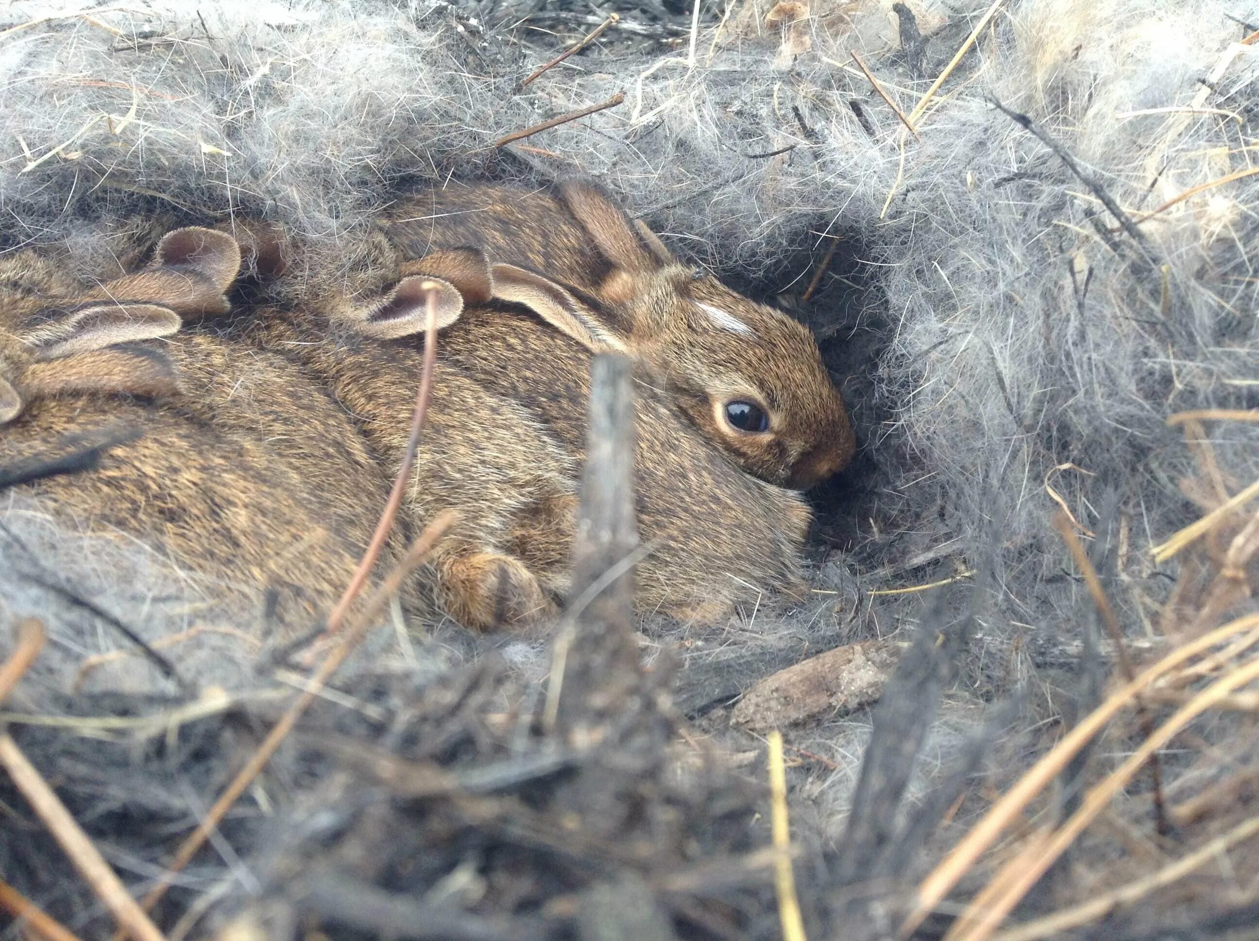 Зайчонок родившийся весной. Зайчиха с зайчонком. Гнездо зайца.
