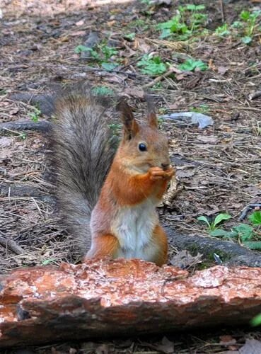 Белка ручная домашняя. Squirrel boy launch spots. Отличие белки от телеутки. Имя белки мальчик. Имя белки мальчик.