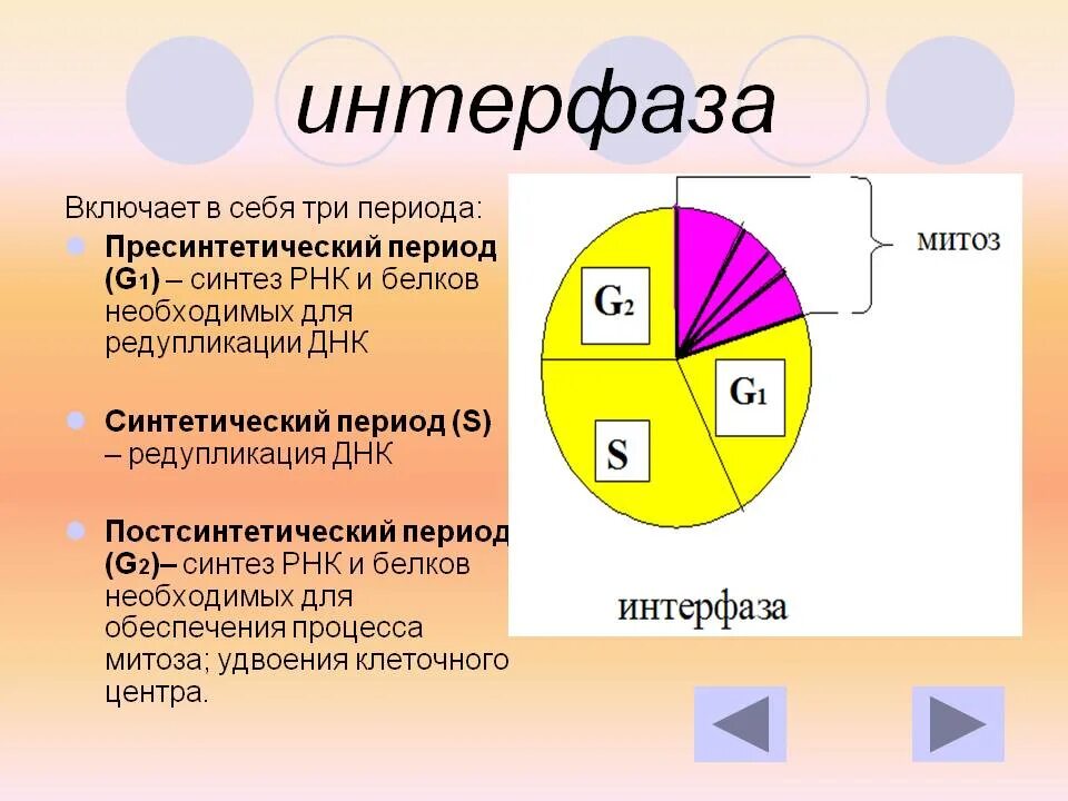 Интерфаза митоза. G2 период интерфазы. Интерфаза митоз пресинтетический период. Интерфаза g1 процессы. 3 этапа интерфазы