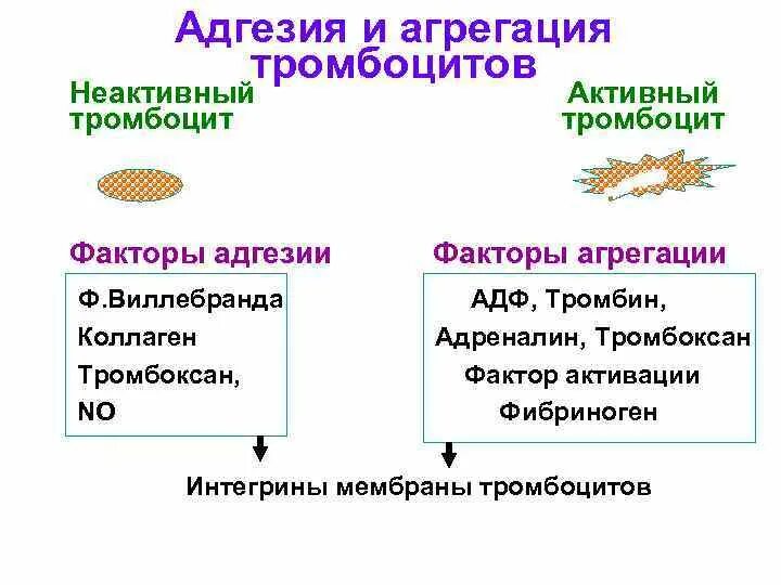 Коллаген агрегация. Адгезия и агрегация тромбоцитов. Адгезия активация агрегация тромбоцитов. Агрегация это физиология. Факторы адгезии и агрегации тромбоцитов.