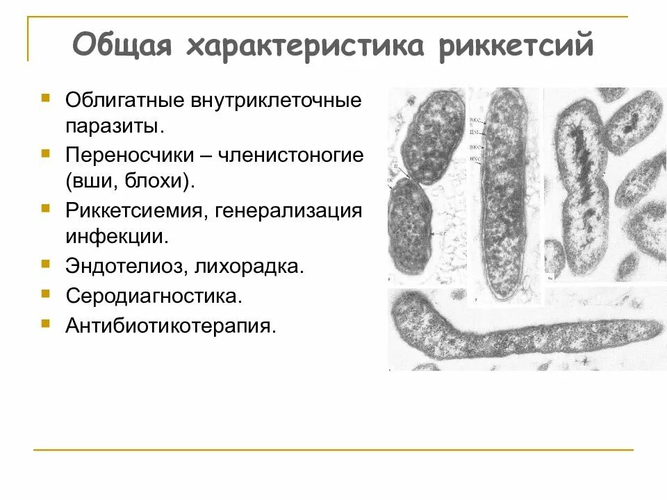 Внутриклеточные паразиты. Бактерии облигатные внутриклеточные паразиты. Внутриклеточные паразиты передающиеся с помощью членистоногих. Простейшие внутриклеточные паразиты человека и животных. Риккетсии это.
