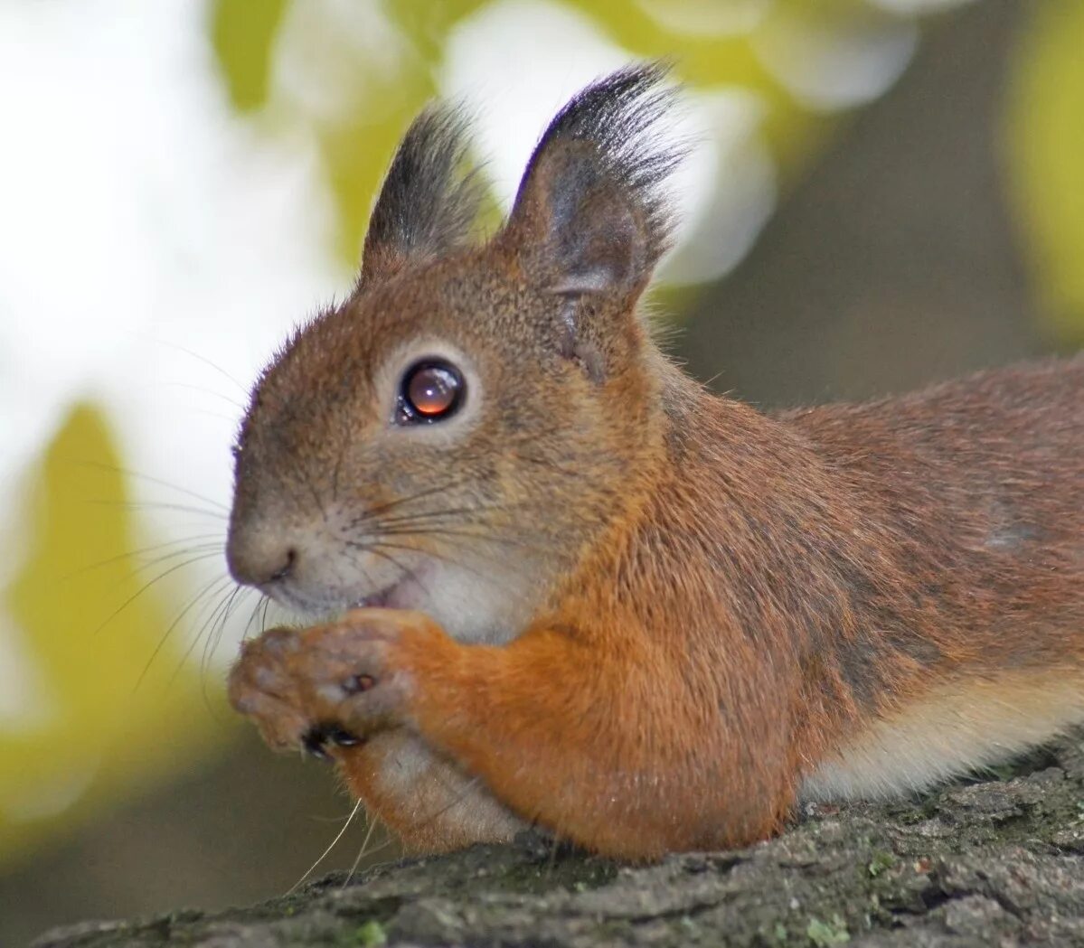 глаза белочки. милые белки. белочка на лице. голубоглазая белка. белочка пятница.