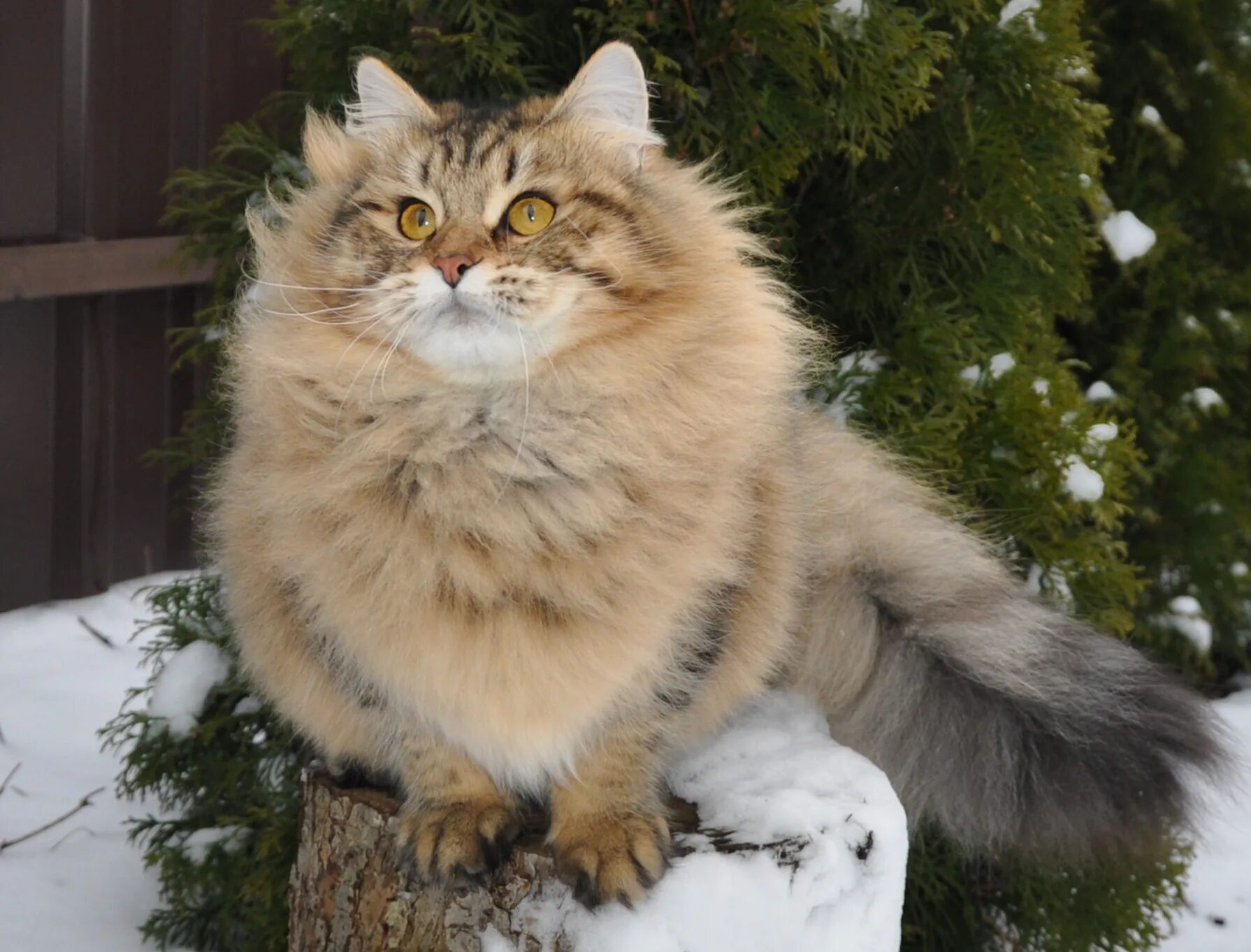 Н сиб. Окрас n24 сибирской кошки. Сибирские кошки Империал Джи. Стриженный Сибирский кот. Стрижка сибирских кошек.