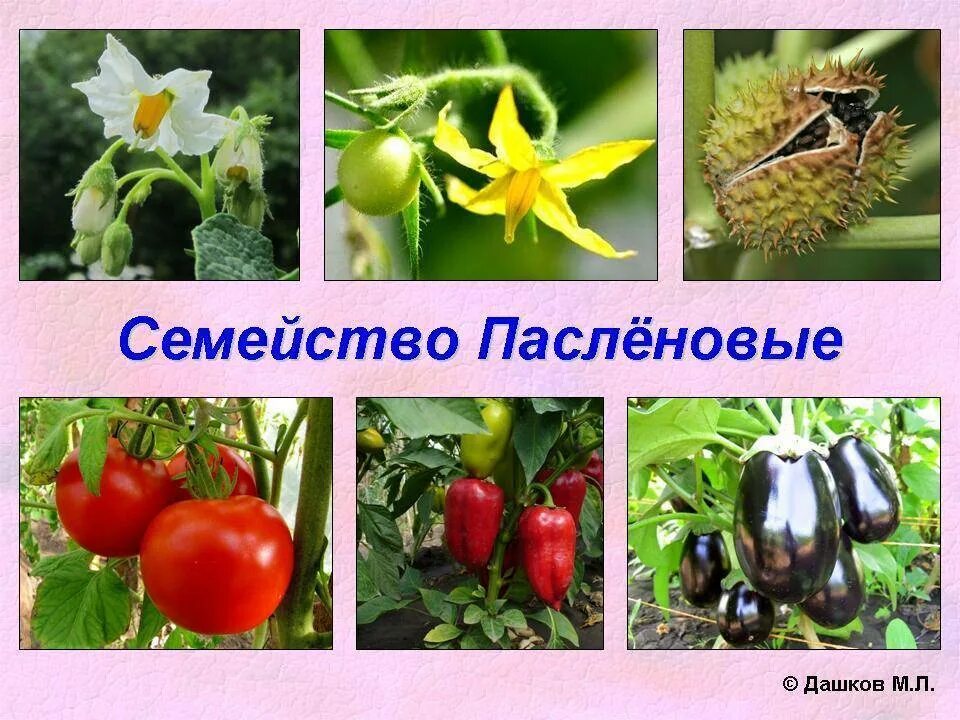 Растения семейства пасленовых ответ. Двудольные растения Пасленовые. Паслёновые растения представители семейства. Класс двудольные семейство Пасленовые представители. Цветы растений семейства паслёновых.