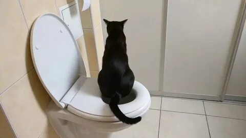 Котенок после переезда не какает