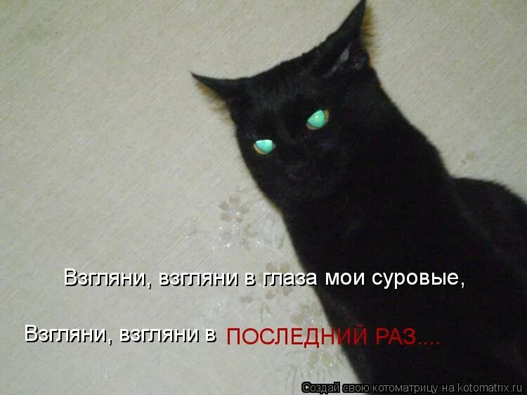 Батон из мультика приключения васи куролесова. Суровый взглянуть. Приключения васи куролесова туши свет. Батон из мультика приключения васи куролесова. Турецкая ангора кошка трехцветная.