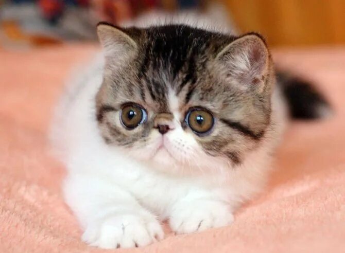 Pin on Cat Breeds