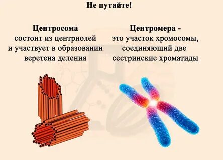 Клеточный центр центросома