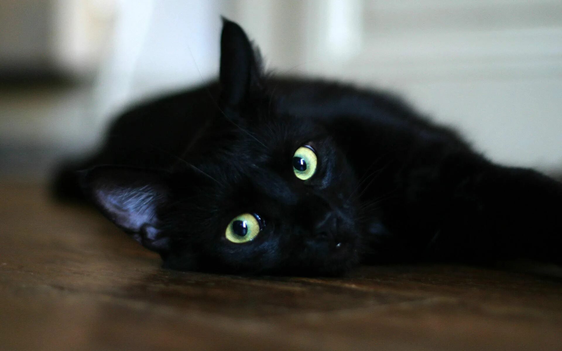 Черные любой. Чёрный кот. Красивая черная кошка. Красивый черный кот. Черная кошка с зелеными глазами.