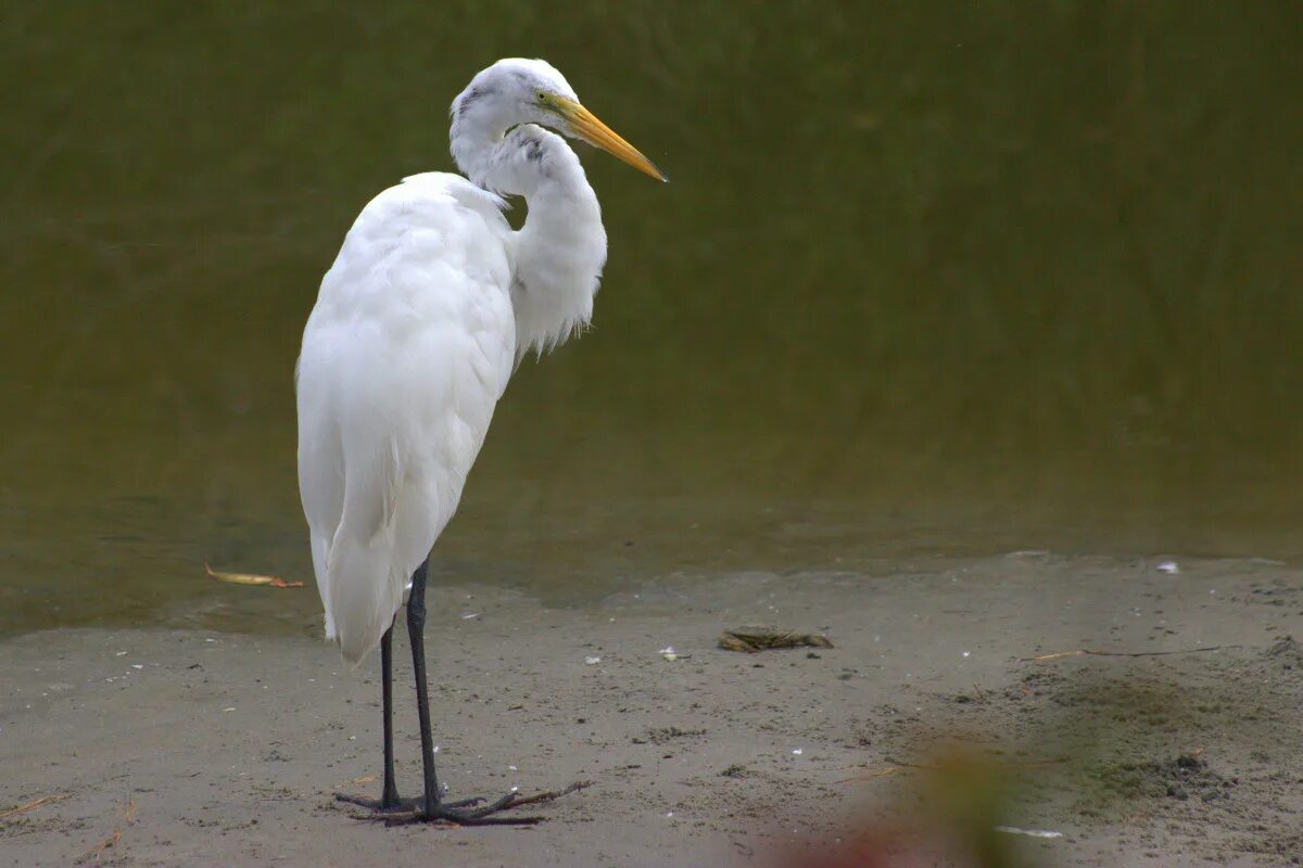 малая белая цапля. большая белая цапля (ardea alba). большая белая цапля (egretta alba). белая хохлатая цапля. цапля альбинос.