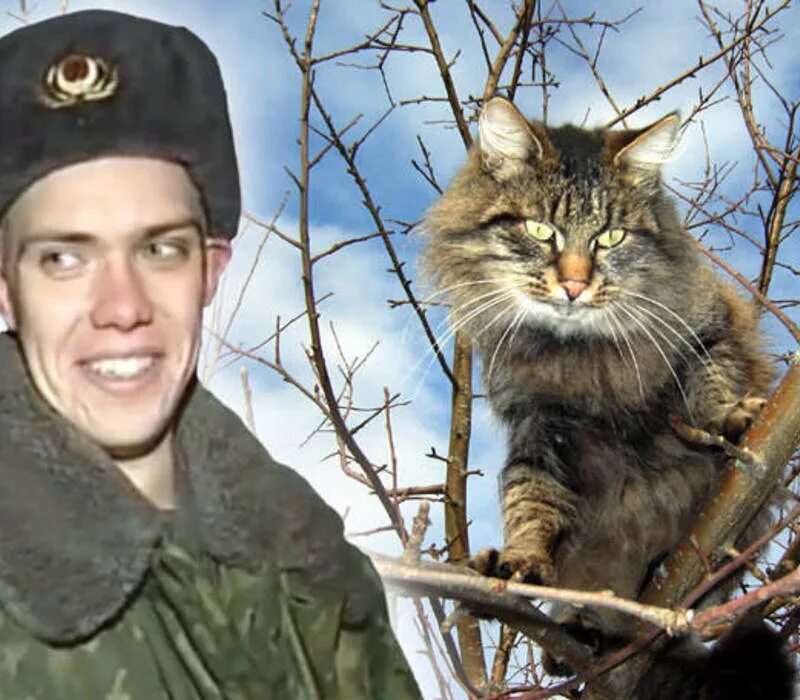 Сон спас кота. Спас кота. военный спас кота. солдат спас кота. солдат спасает кота барсика.