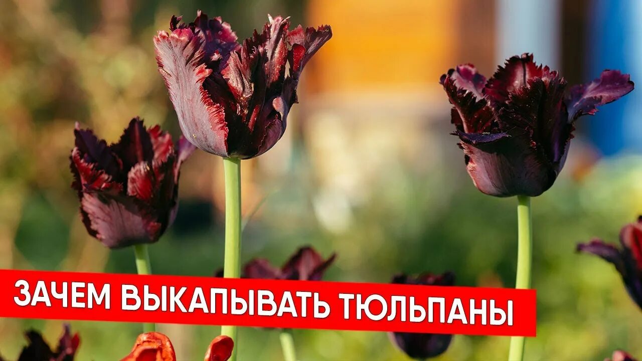 Почему тюльпаны быстро раскрылись дома. Выкапывают тюльпаны. тюльпаны выкапывать после цветения или нет. выкапываем тюльпаны после цветения. выкопали тюльпаны из под окон.