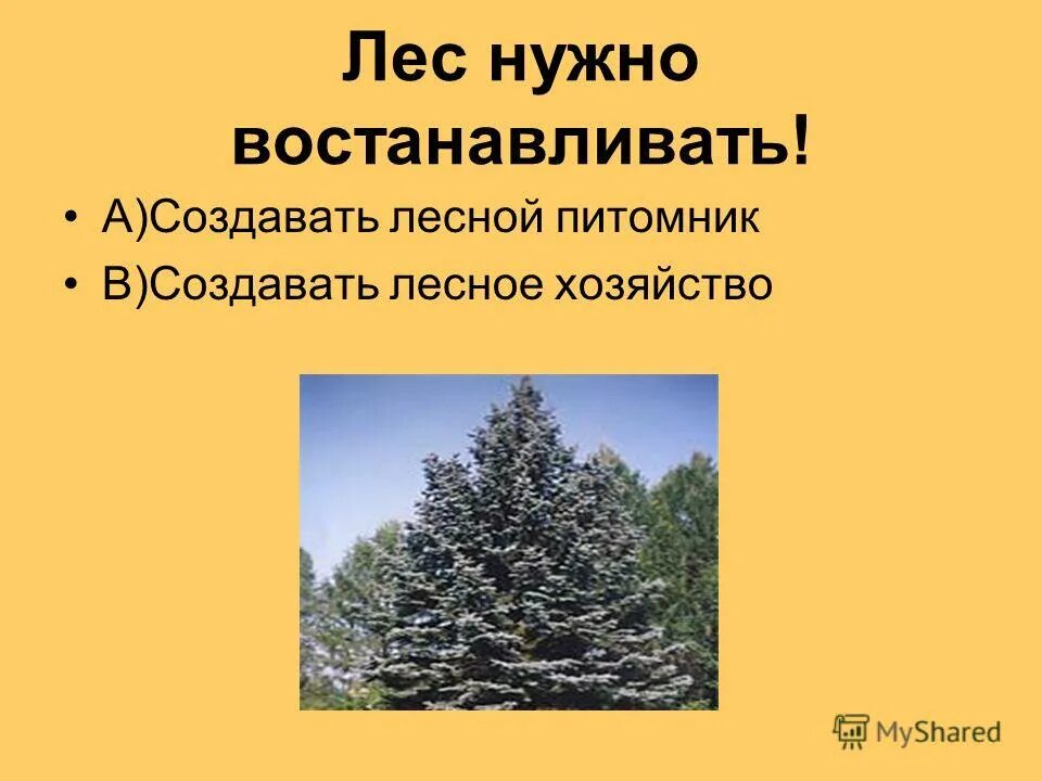 Осуществление рекреационной деятельности. Лесная инфраструктура. Лесные культуры понятие. Лесной кодекс 2022. Бревно в еловом лесу.