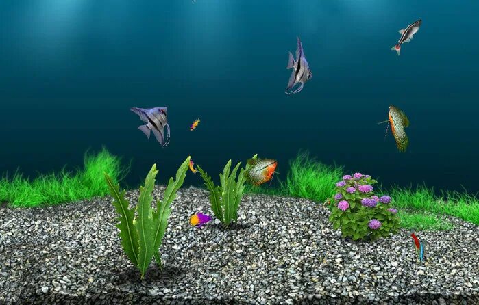 Аквамир 3d аквариум. Аквамир 3д игры. Аквамир 3 д цихлиды. Аквамир 3d аквариум. Игра аквамир 3d аквариум.