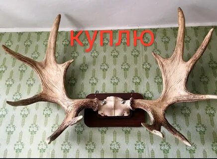 Лосиные рога
