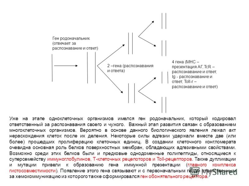 Очевидно что основную