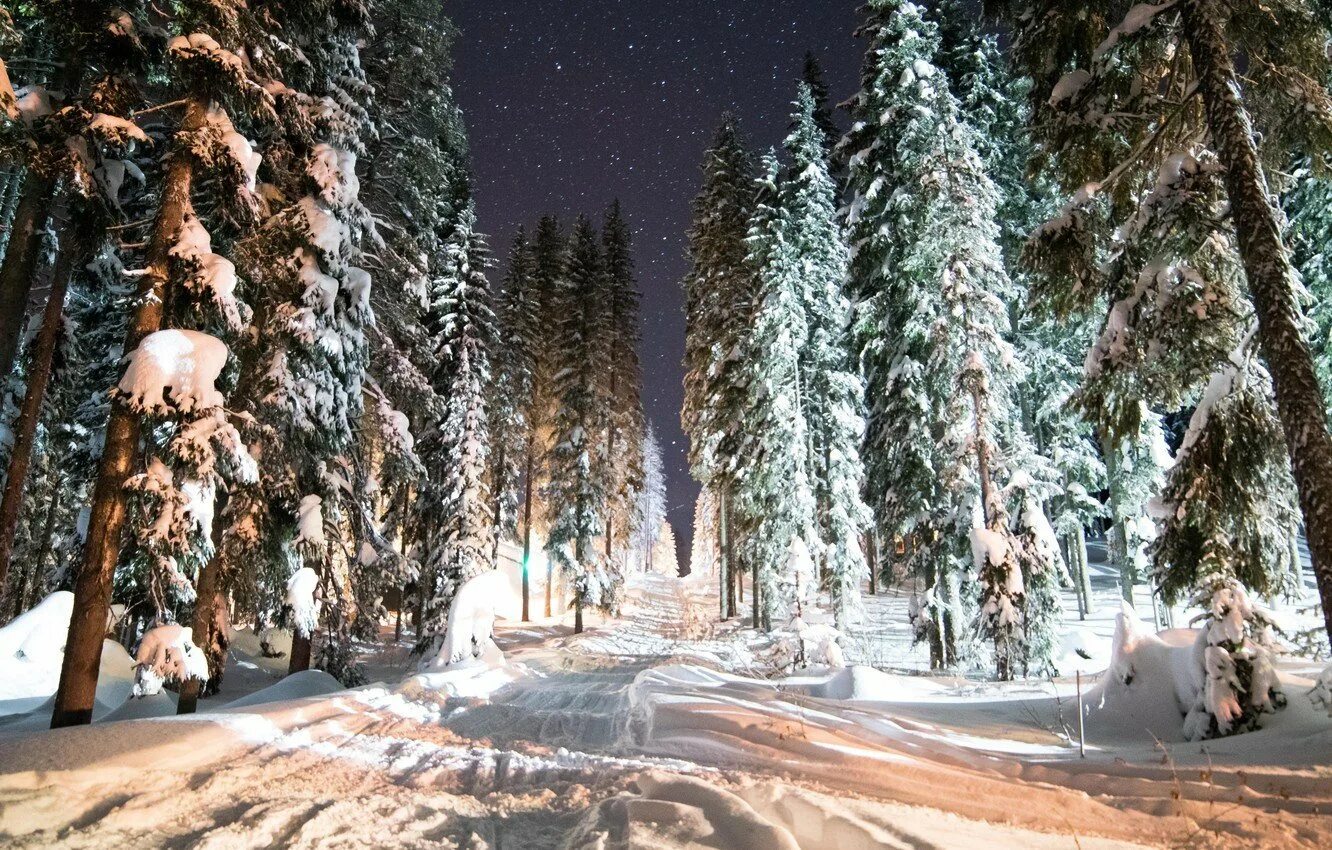 Зимний лес зимой. Красивые фото зимнего леса. Зимой в лесу. Зимний лес вечером. Ночной зимний лес.