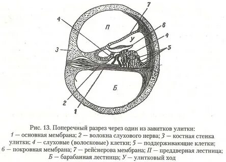 Разрез через