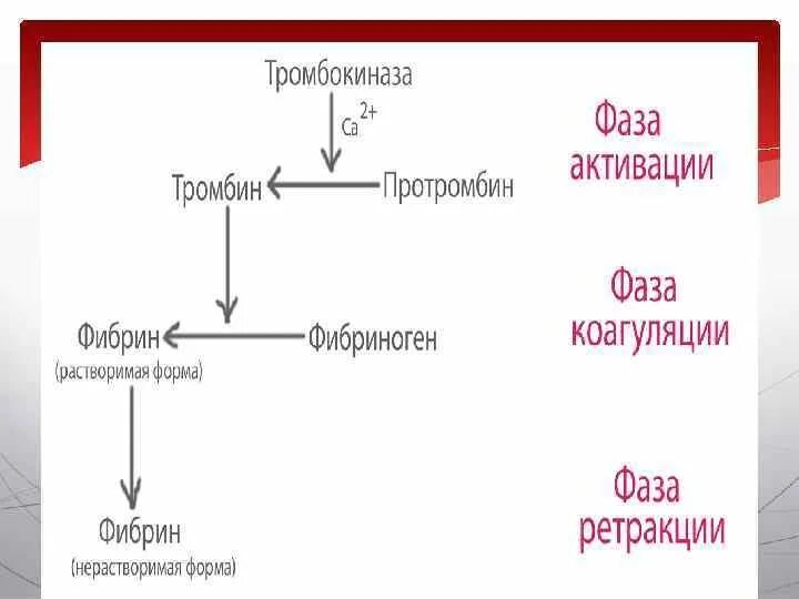 Как изменится количество фибрина после пореза. Превращение протромбина в тромбин. Протромбин в тромбин. Протромбин превращается в тромбин. Схема образования фибрина.