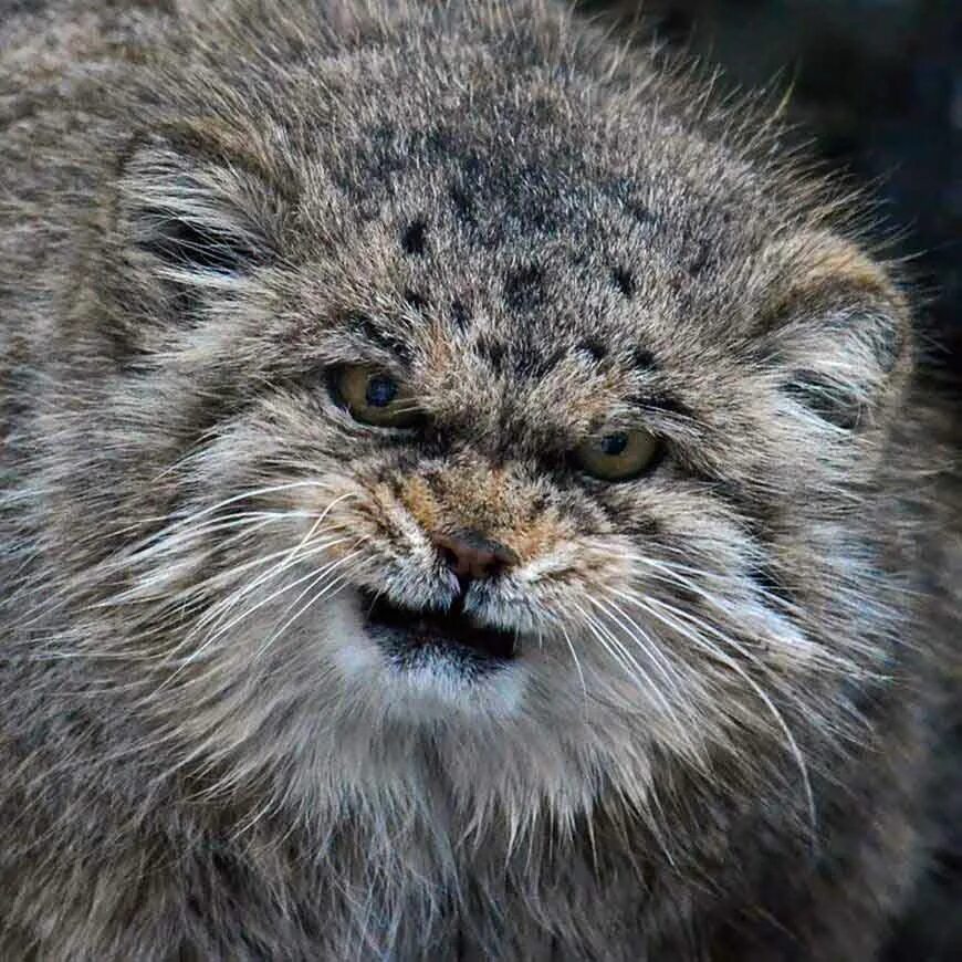 Степной кот Манул. Камышовый кот Манул. Кот Манул злой. Сибирский дикий кот Манул. Густота шерсти манула