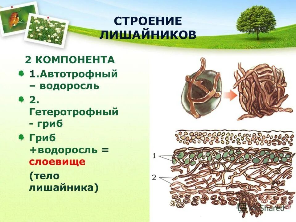 Тело лишайника состоит из 2 организмов