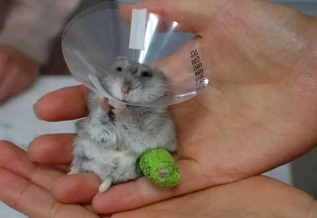 продаются хомяки. лапы сирийский хомяк. 4 лапы хомяки. четыре лапы джунгарские хомяки. 4 лапы хомяки.