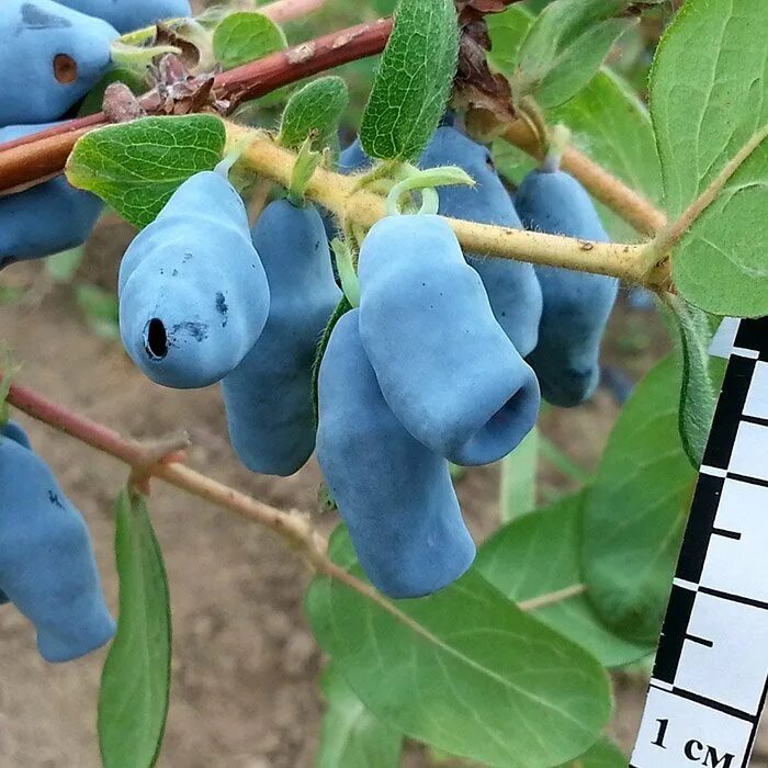 Лучшие сорта жимолости для средней