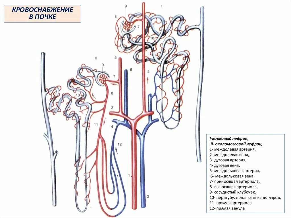 Почечные вены какая кровь. Кровоснабжения почек и нефронов. Кровоснабжение почки гистология схема. Строение нефрона и кровоснабжение почки. Кровоснабжение почки анатомия схема.