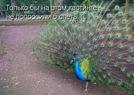 Попросим спеть