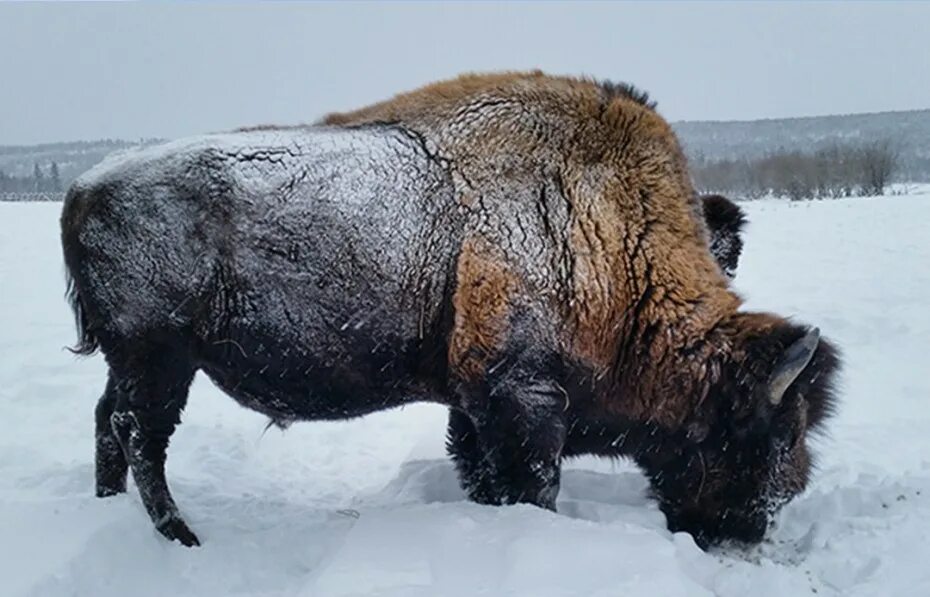 Лесной Бизон (в Канаде) (Bison Bison athabascae). Бизонарий Усть-Буотама. Лесной Бизон в Якутии. Бизоны в Якутии фото. Ростов на дону бизон сайт