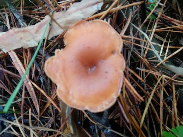 Как выглядят лисички и рыжики. Как выглядят лисички и рыжики. Как выглядят лисички и рыжики. Как выглядят лисички и рыжики. Рыжики опята лисички.