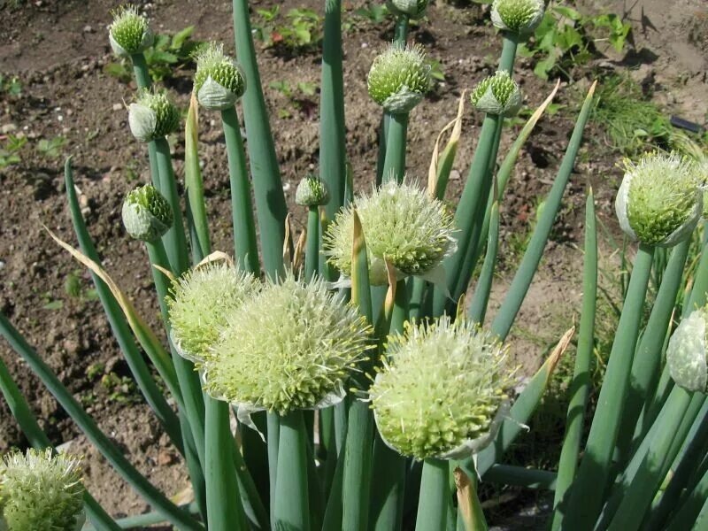 Включи лук батун. Лук батун - Allium fistulosum. Лук батун растение. Allium -аллиум fistulosum. Цветение лука батуна.