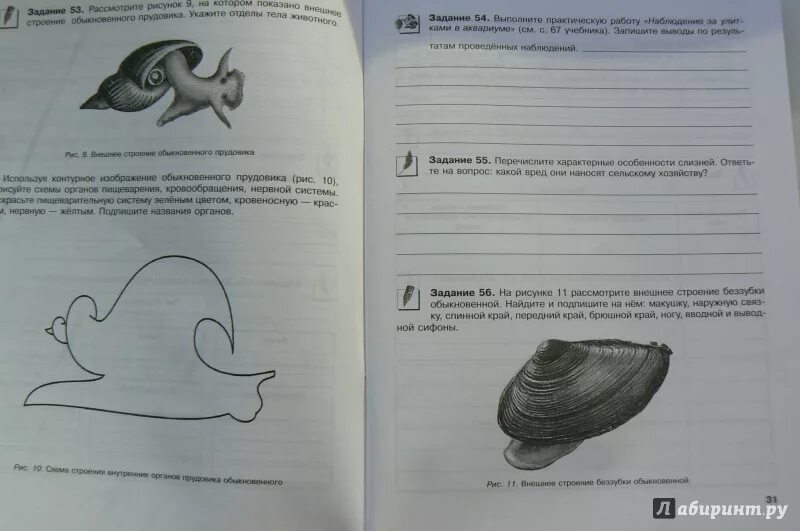 Класс птицы 7 класс рабочая тетрадь. Тихонова е.т., рабочая тетрадь биология. 7 Кл. Биология 7 класс Тихонова рисунок 3. Рабочий лист вымершие животные рабочий лист.