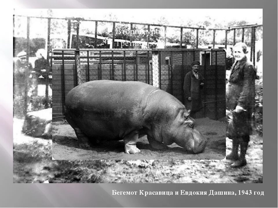 Животное пережившее блокаду. Бегемот в блокадном Ленинграде. Бегемотиха красавица в блокадном Ленинграде. Ленинград блокада зоопарк Бегемот красавица. Бегемотиха блокада Ленинграда.