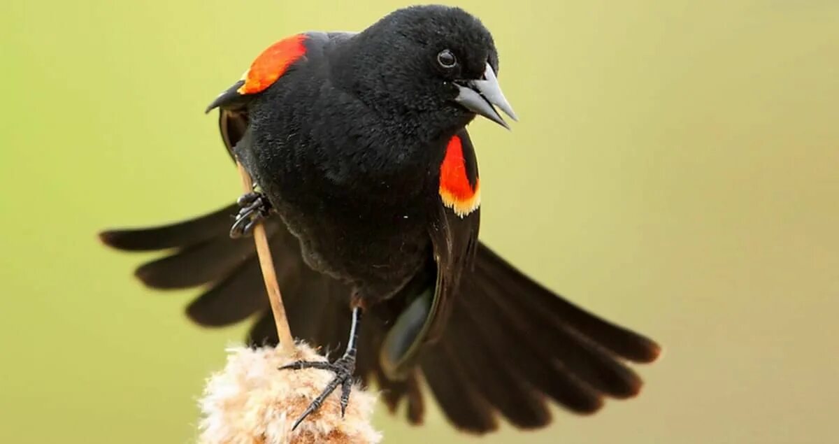 Краснокрылый Дрозд. Red-Winged Blackbird. Красивые черные птицы. Птица с красным хвостом.