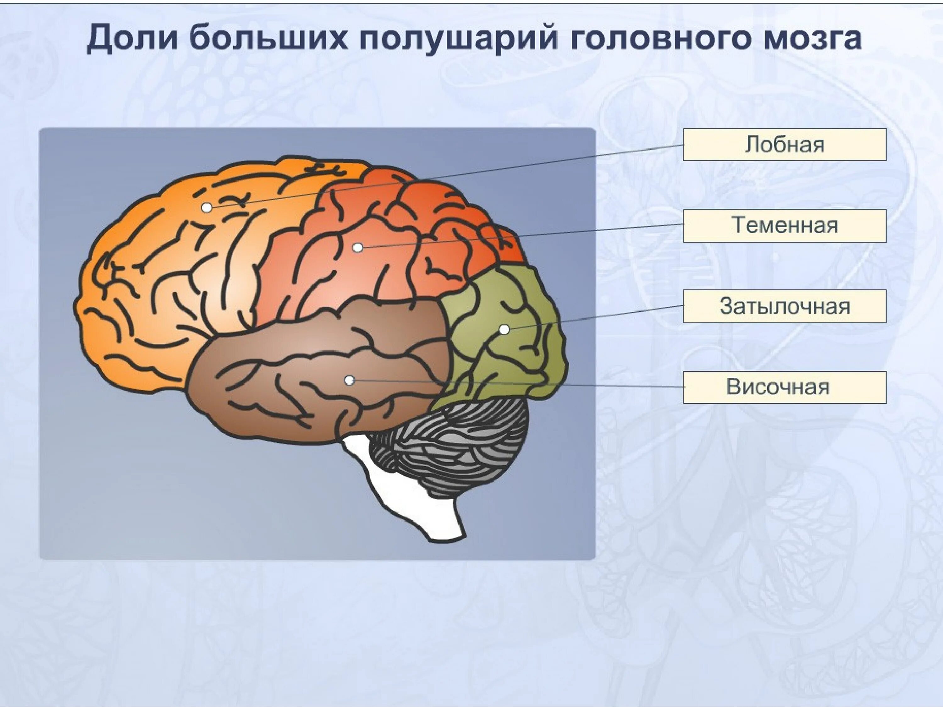 Большие полушария состоят из долей