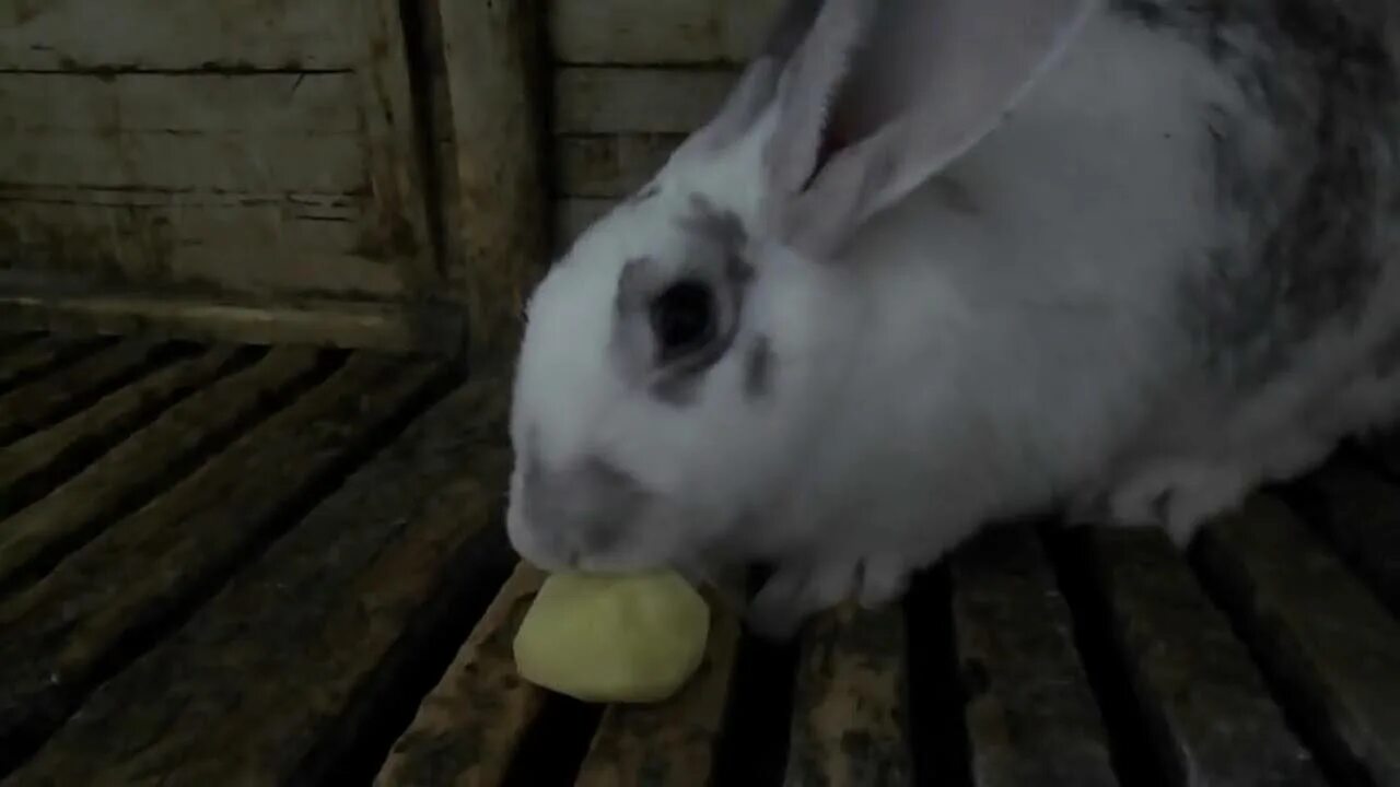 Кролик ест картошку. Кролик с картофелем. Очистки от картофеля для кроликов. Шкурки и картошки кроликам.