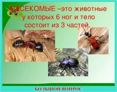 Животные 4 пары ног