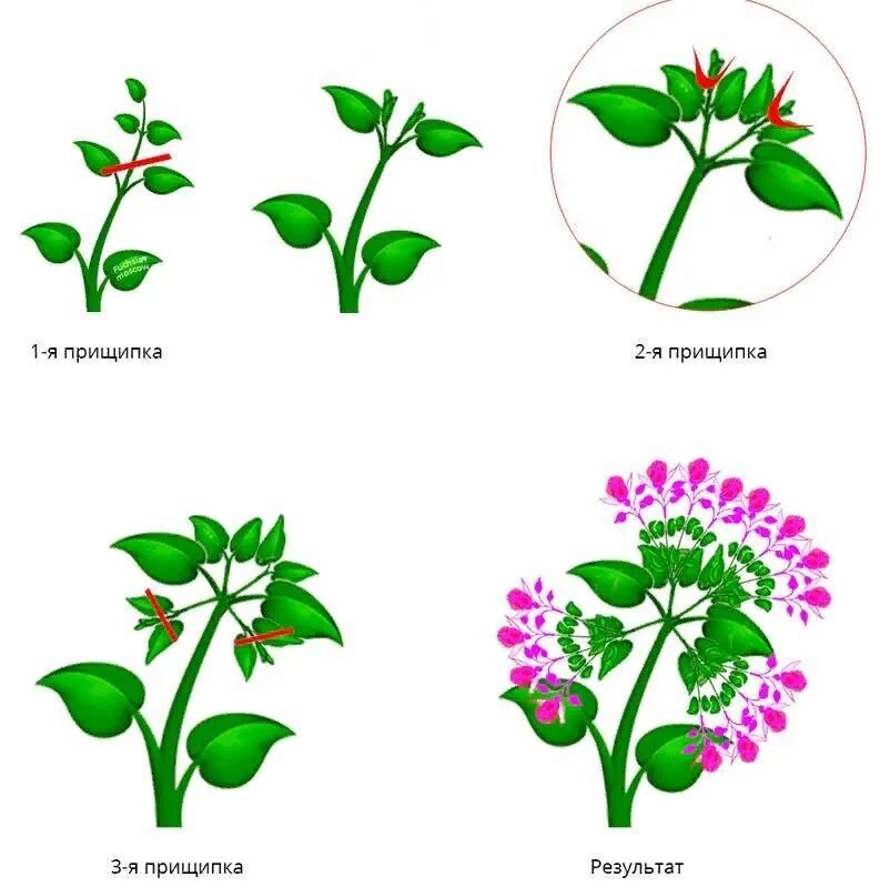 Как правильно прищипнуть петунию. Схема прищипки петуний. Прищипывать петунию схема. Прищипка ампельной фуксии. Прищипка петунии.