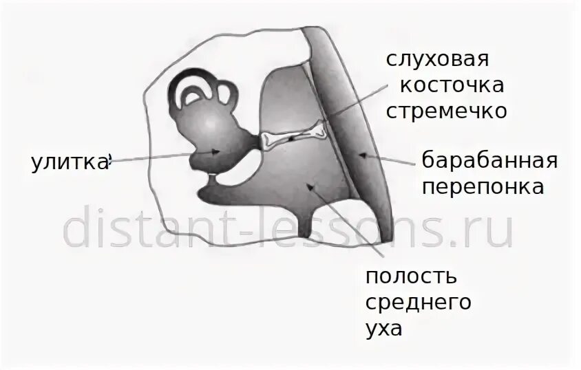 Строение уха земноводных. Стремечко у земноводных. Среднее ухо амфибий. Слуховая косточка амфибий.