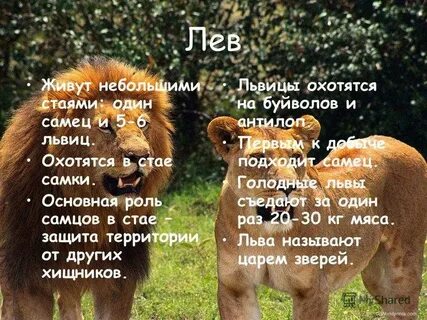 Сколько едят львы в день