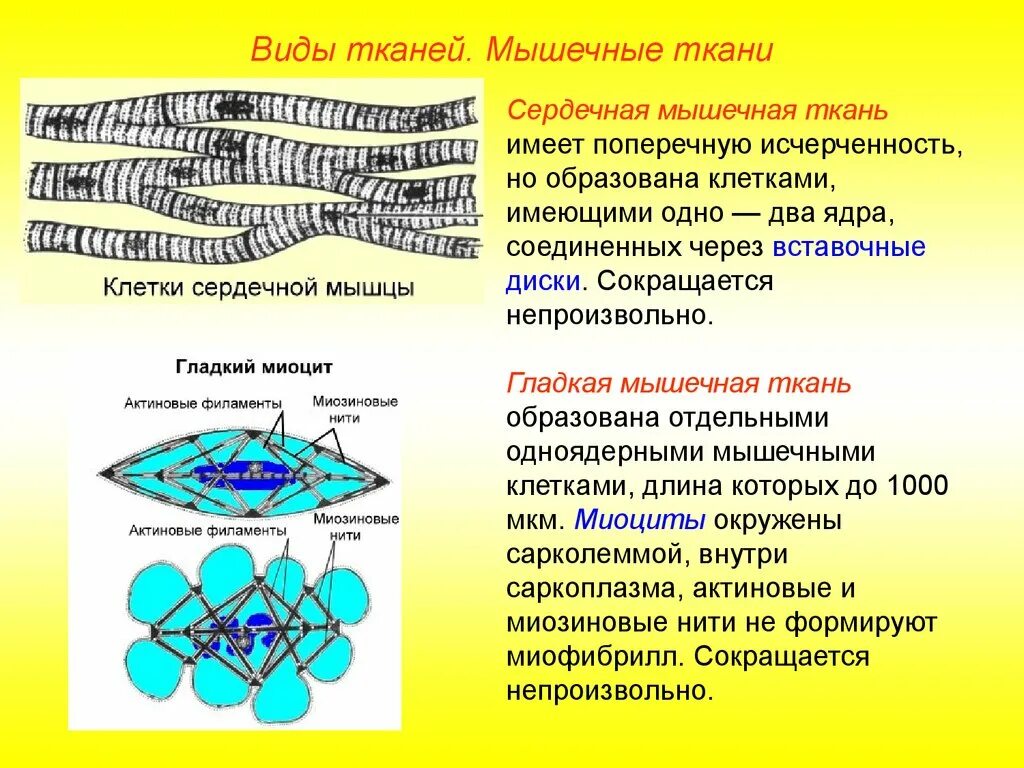 Клетки гладкой мышечной ткани одноядерные. Вид ядра мышечной ткани. У мышечной ткани несколько ядер. Тип клеток мышечной ткани. Клетки имеющие два ядра