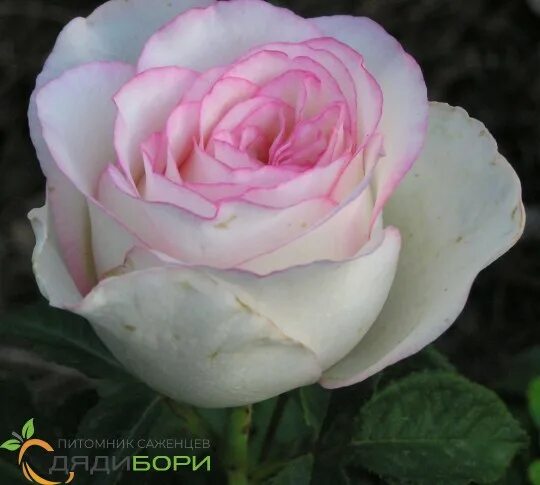 Саженцы розы Dolce Vita (Дольче Вита) купить в Москве, растения по цене от 490 р